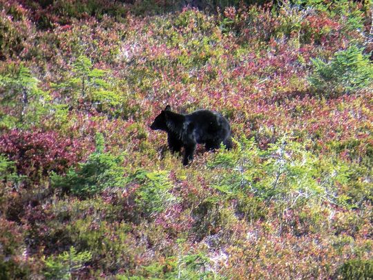Black bears can often be found feeding on wild blueberries any time of the day, and sometimes for hours on end.